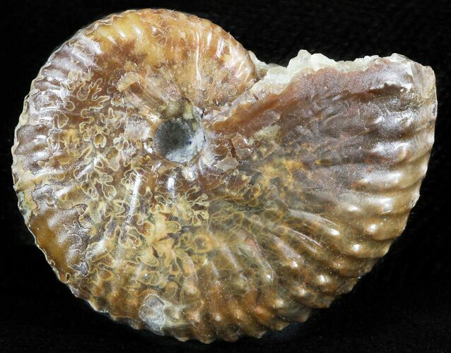 Iridescent Hoploscaphites Ammonite - South Dakota #46873